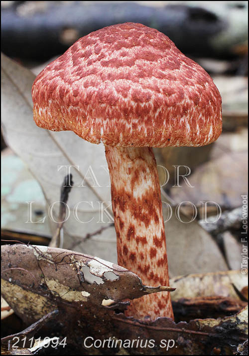 Cortinarius sp.