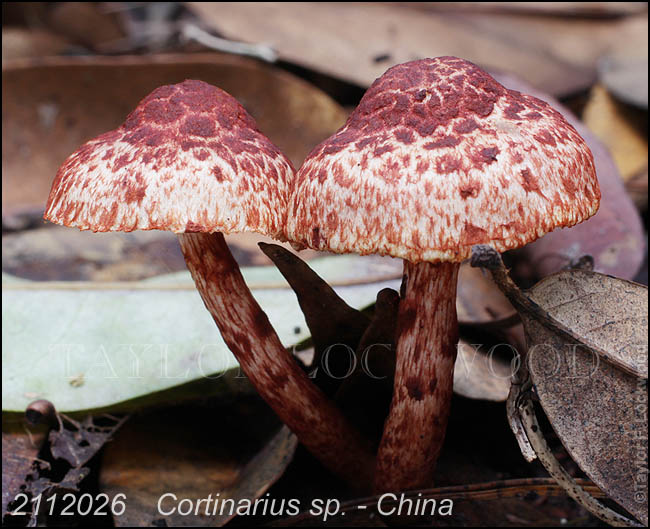 Cortinarius sp. - China