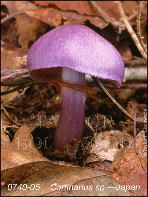 Cortinarius sp. - Japan