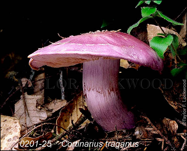 Cortinarius traganus