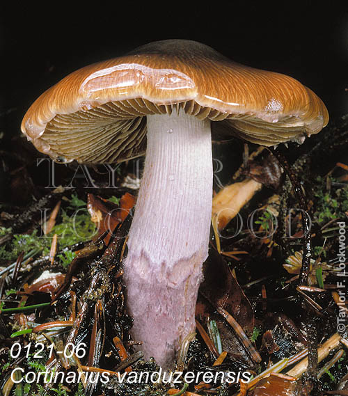 Cortinarius vanduzerensis