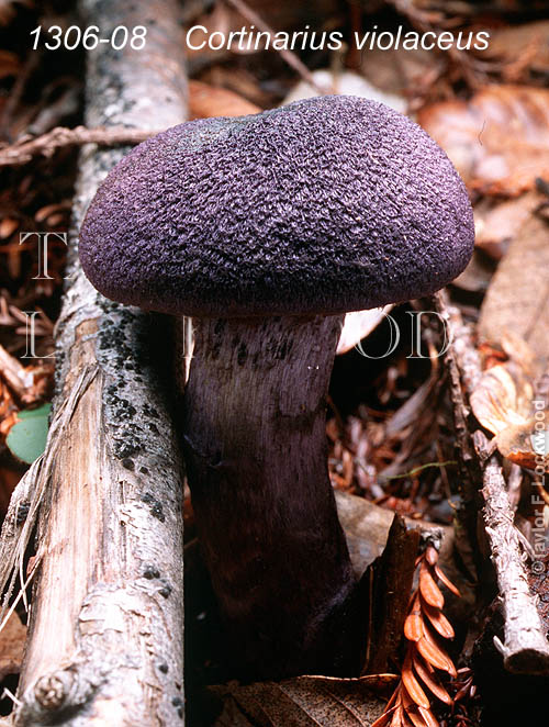 Cortinarius violaceus