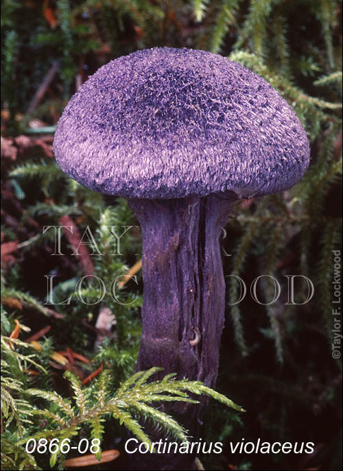 Cortinarius violaceus