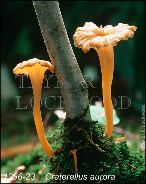 Craterellus aurora