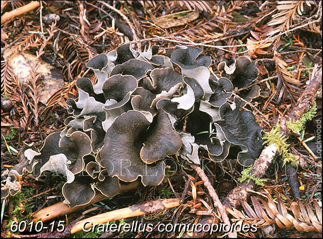 Craterellus cornucopioides