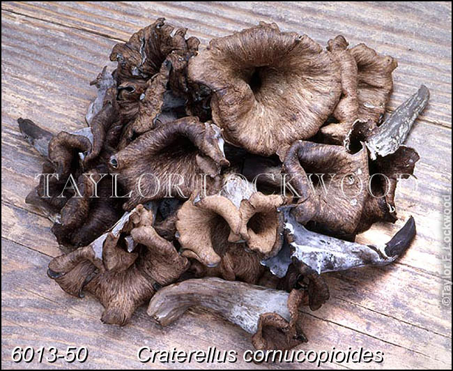 Craterellus cornucopioides