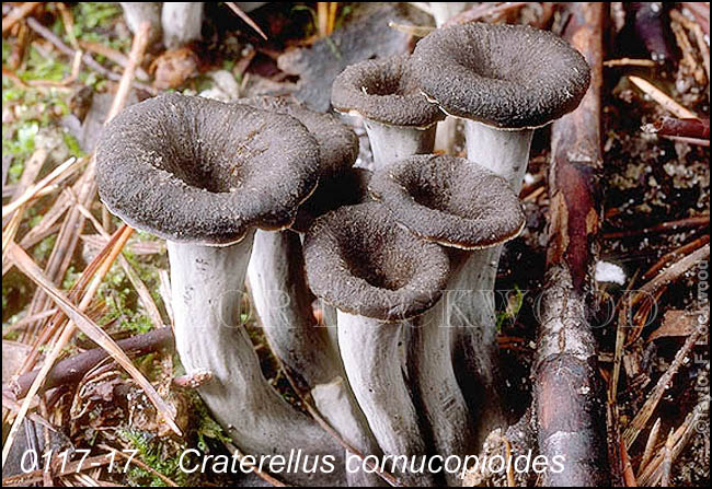 Craterellus cornucopioides