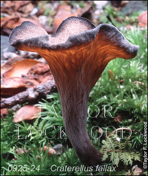 Craterellus fallax