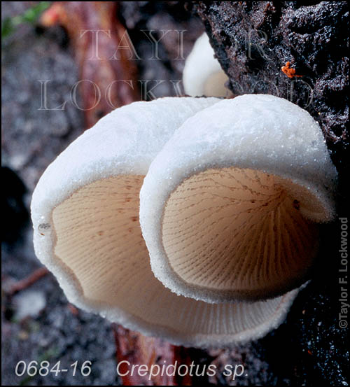 Crepidotus sp.