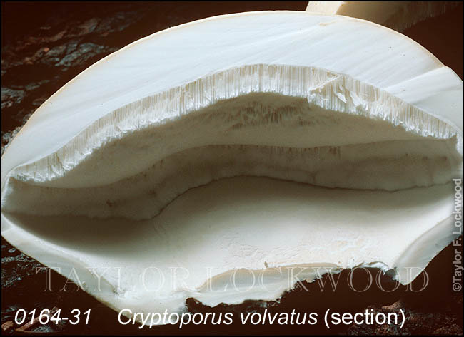 Cryptoporus volvatus (section)