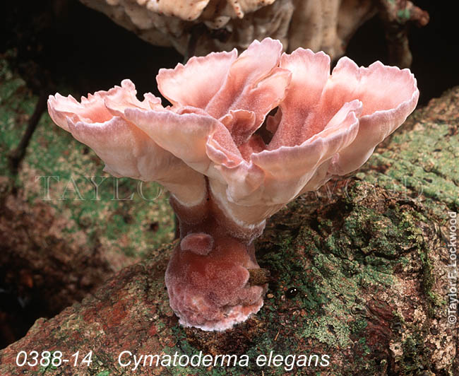 Cymatoderma elegans