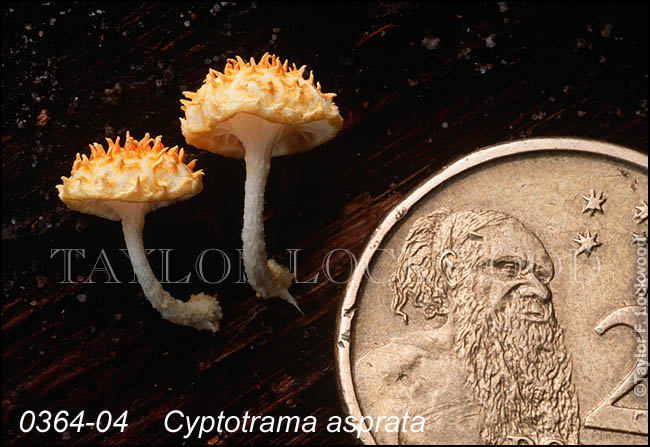 Cyptotrama asprata