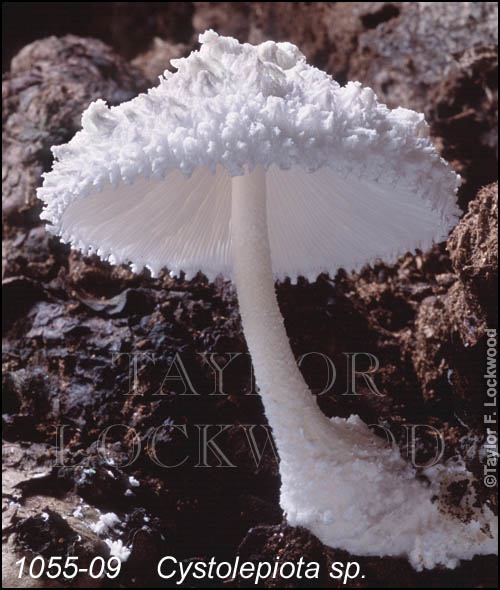 Cystolepiota sp.