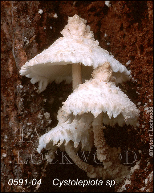 Cystolepiota sp.