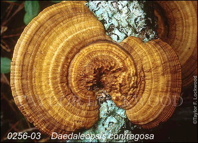 Daedaleopsis confragosa