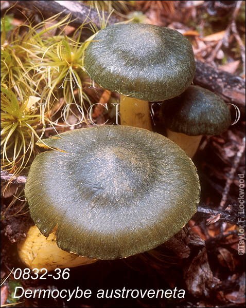 Dermocybe austroveneta