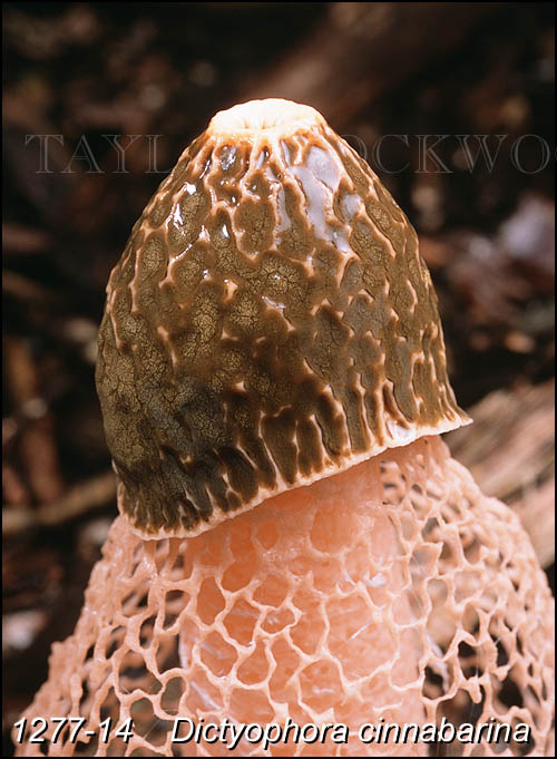 Dictyophora cinnabarina