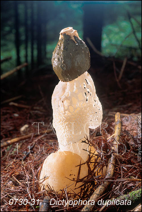 Dictyophora duplicata