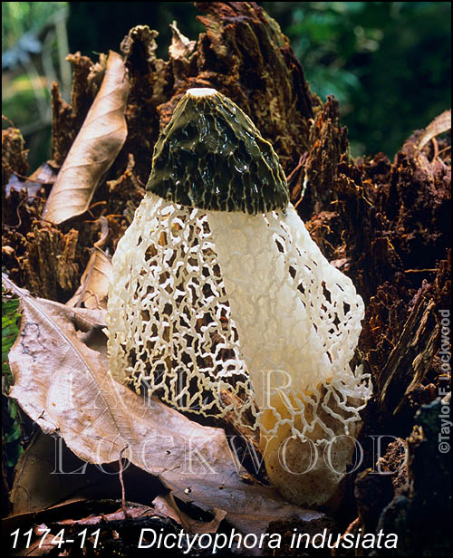 Dictyophora indusiata