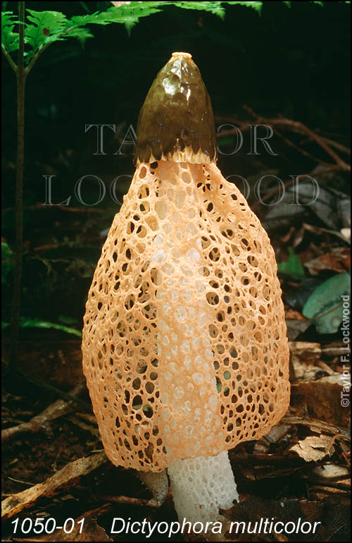 Dictyophora multicolor