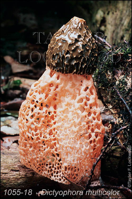 Dictyophora multicolor