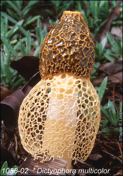 Dictyophora multicolor