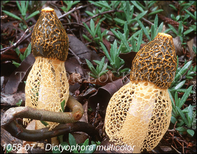 Dictyophora multicolor