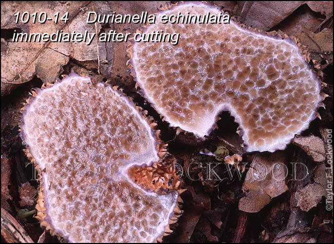 Durianella echinulata