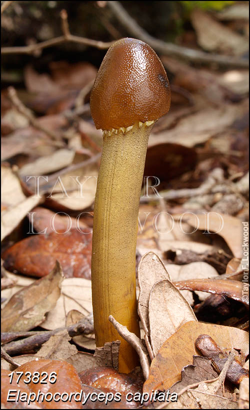 Elaphocordyceps capitata