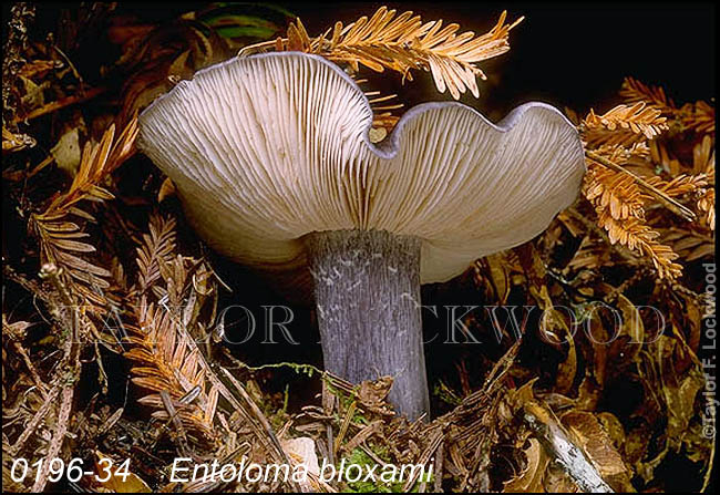 Entoloma bloxami