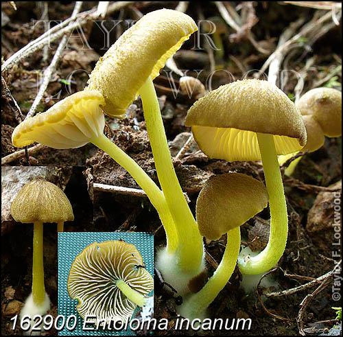 Entoloma incanum