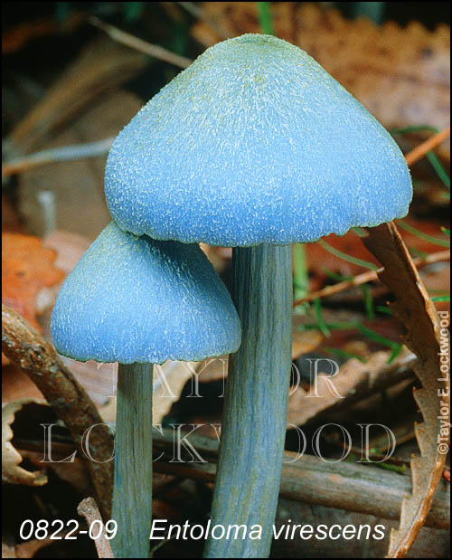 Entoloma virescens