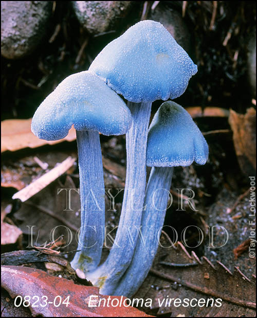 Entoloma virescens