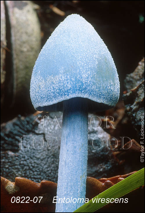 Entoloma virescens