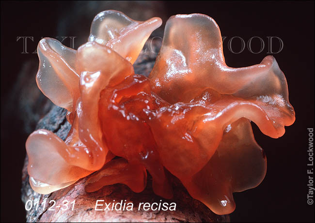 Exidia recisa