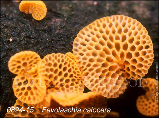 Favolaschia calocera