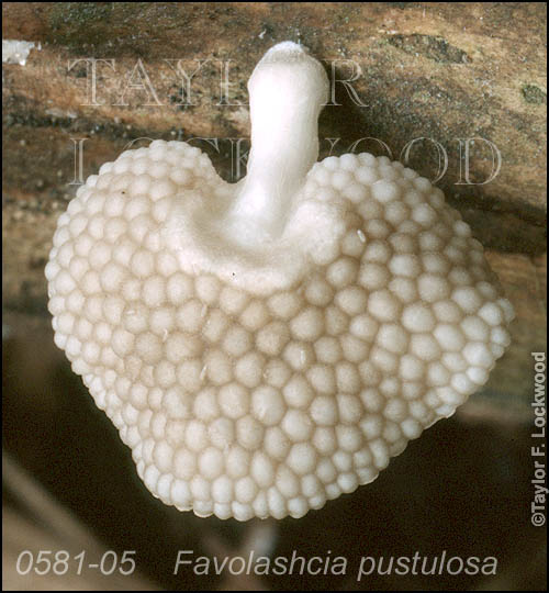 Favolaschia pustulosa