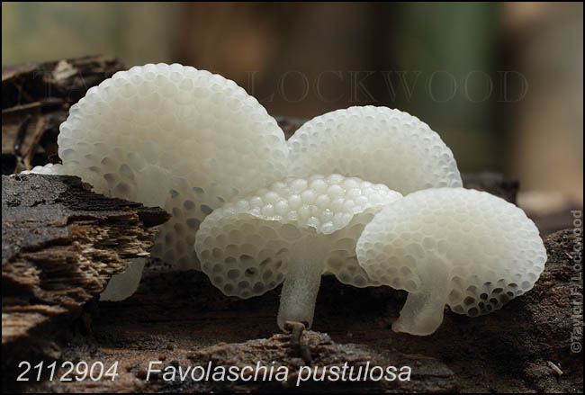 Favolaschia pustulosa