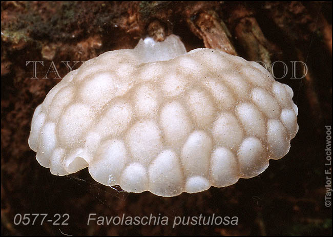 Favolaschia pustulosa