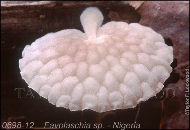 Favolaschia sp. - Nigeria
