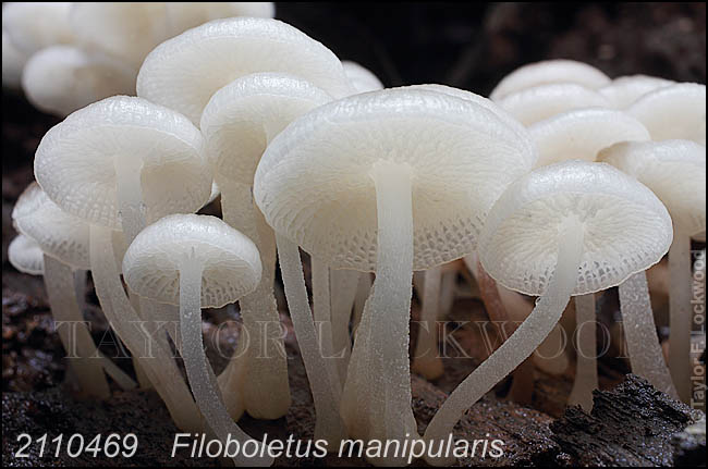 Filoboletus manipularis