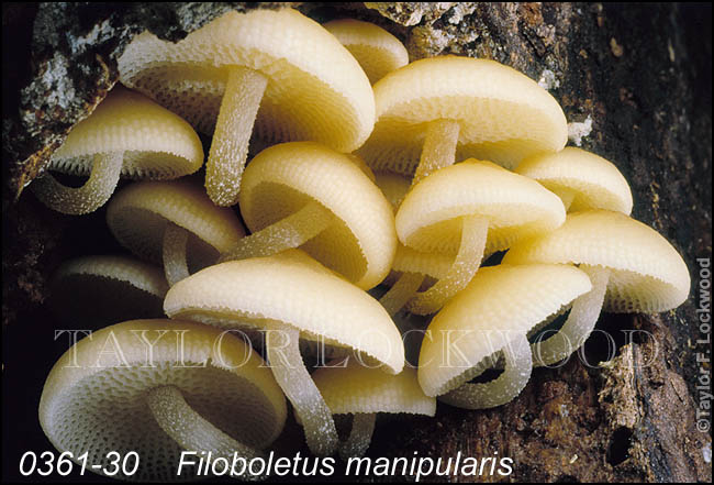 Filoboletus manipularis