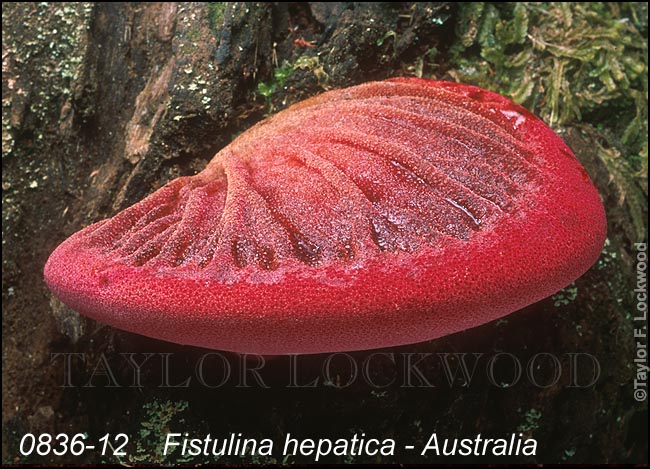 Fistulina hepatica