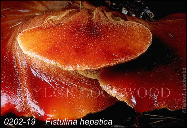 Fistulina hepatica