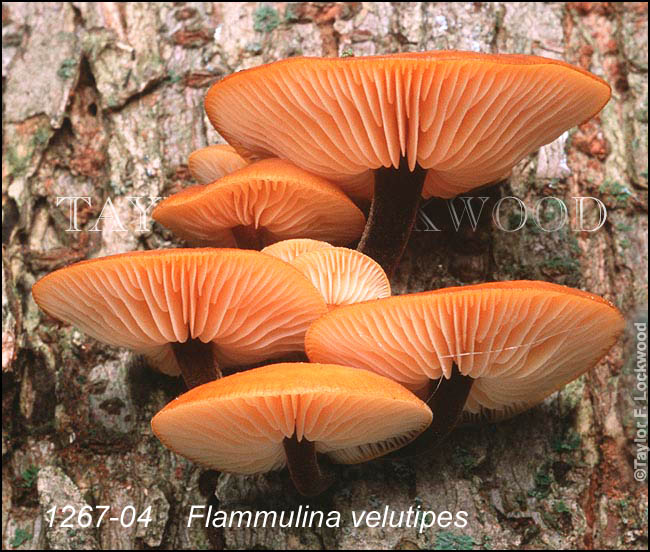 Flammulina velutipes