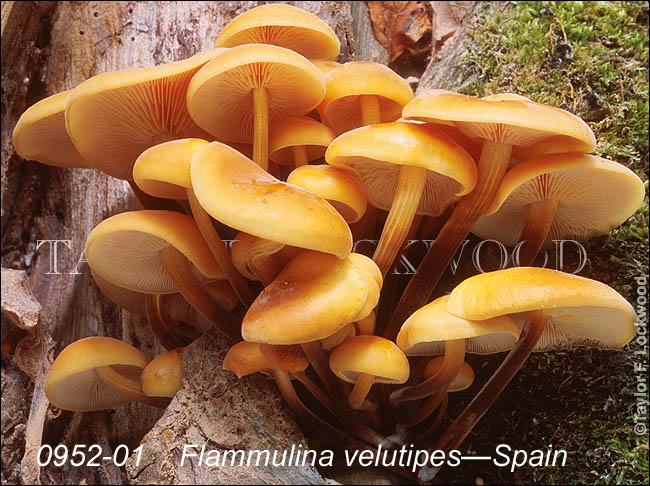 Flammulina velutipes