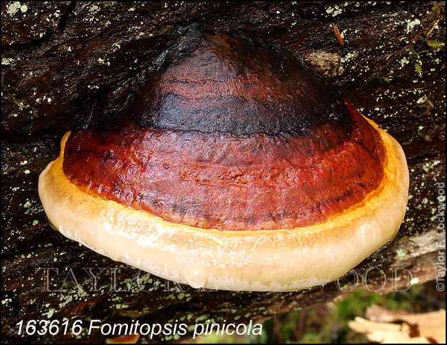 Fomitopsis pinicola