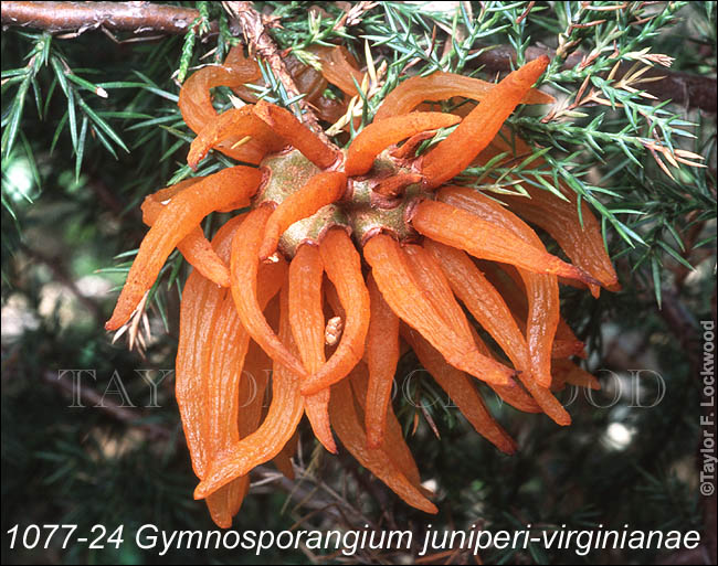 Gymnosporangium juniperi-virginianae