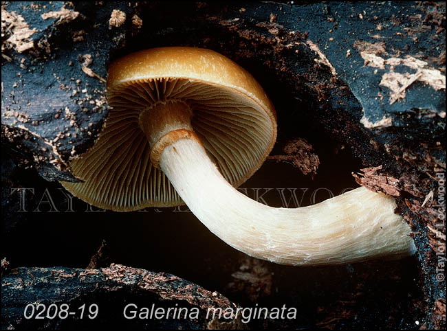 Galerina marginata