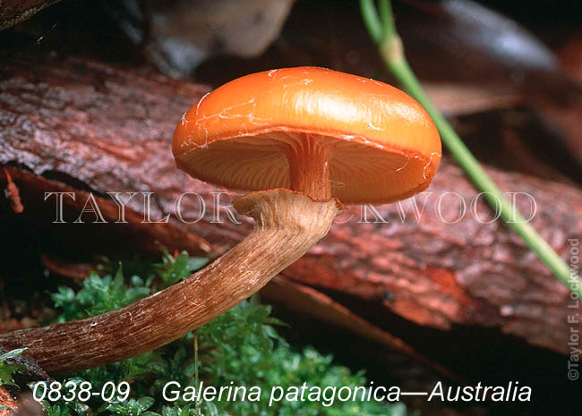 Galerina patagonica - Australia